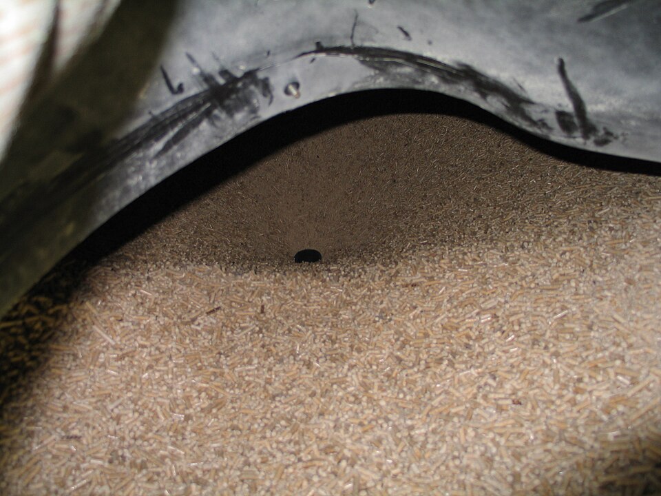 Bulk cream pellets in a darker industrial hopper, standing in for the carbon variant