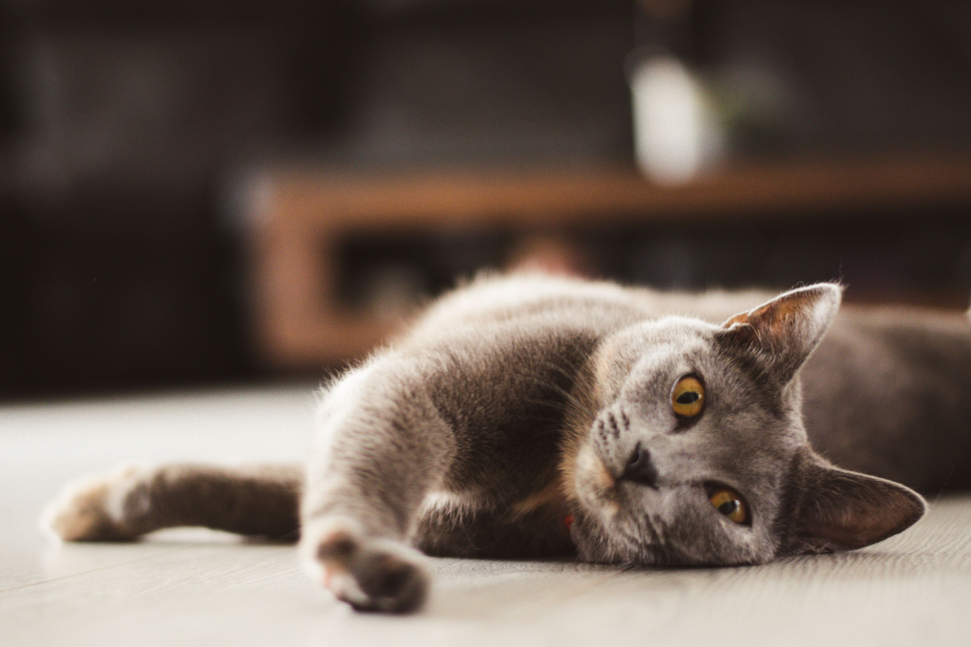 Grey shorthair cat lying on a light wood floor in a modern living room