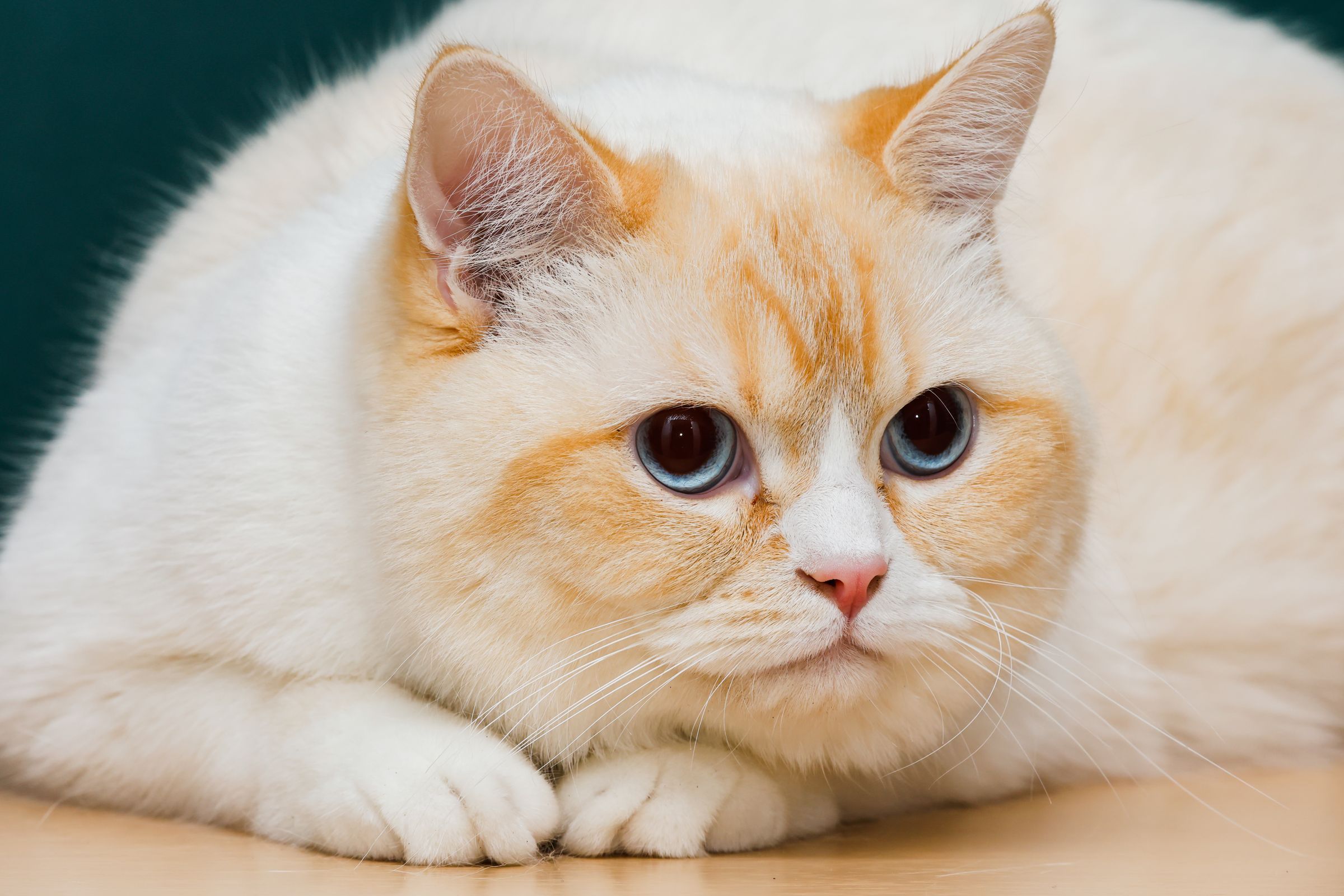 Cream-and-apricot shorthair cat with blue eyes, resting on a cream surface in a quiet indoor setting
