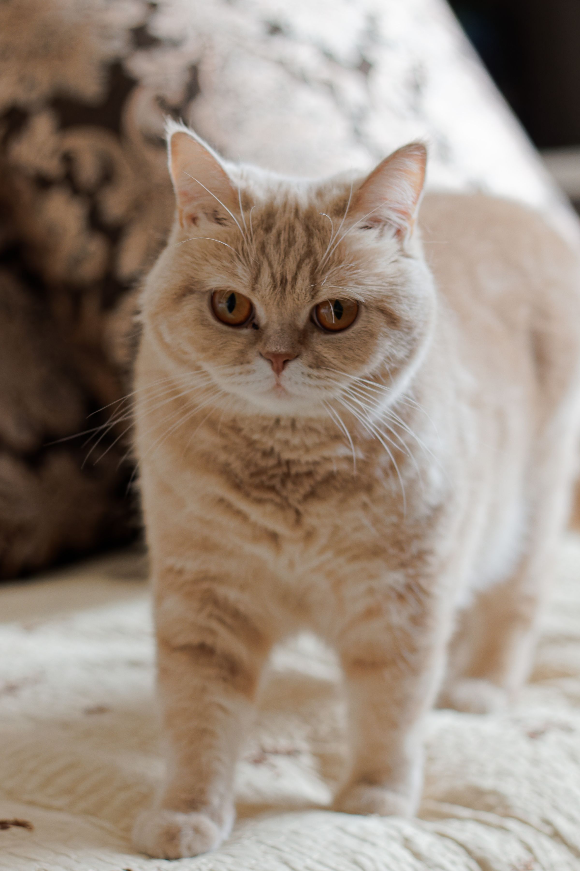 Cream British-style cat with amber eyes on a quilted beige bedspread in a clean home