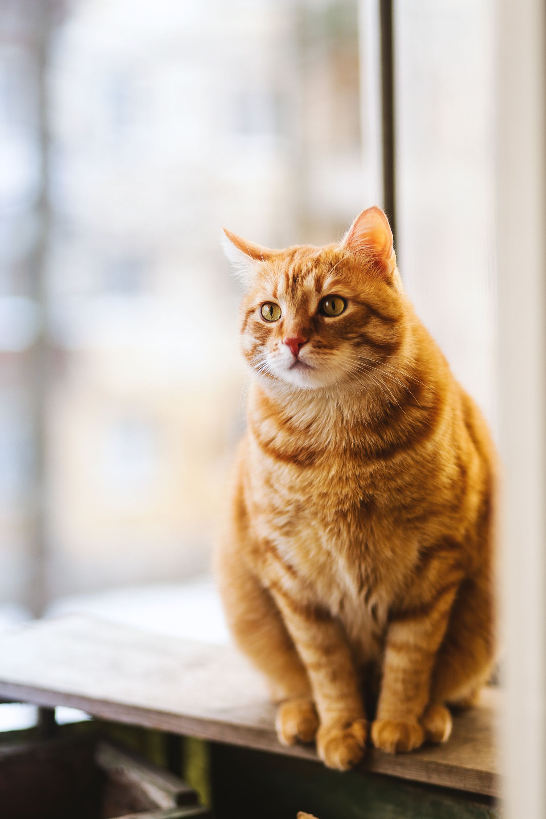 Ginger tabby cat sitting on a wooden ledge in soft indoor light